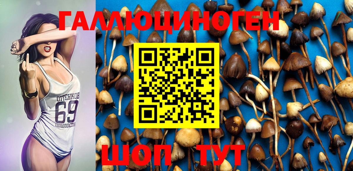 Галлюциногенные грибы Psilocybine cubensis Верхняя Пышма
