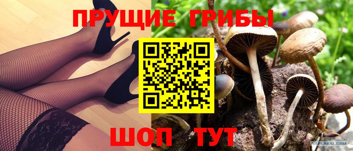 Галлюциногенные грибы GOLDEN TEACHER  Вход с VPN  Верхняя Пышма 